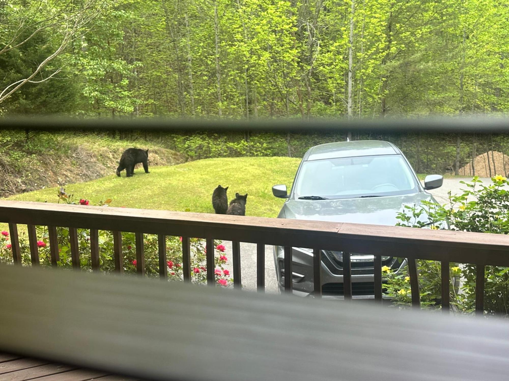 Holiday home Beary Tale! Your Happily Ever After Starts Here! *